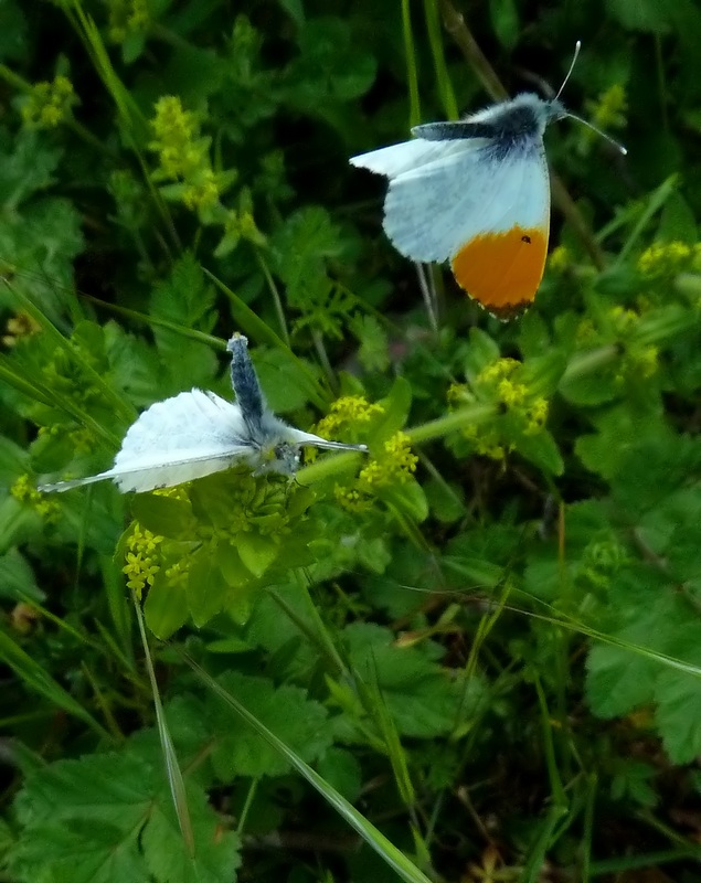 il balletto dell''Aurora